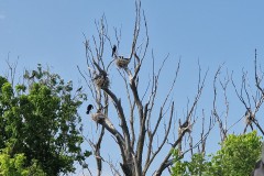 IMG_20250604_163503