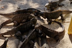 IMG_20241208_123317