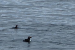 image103
